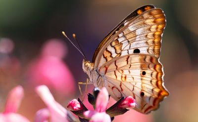 Le symptôme, manifestation d'un désordre intérieur