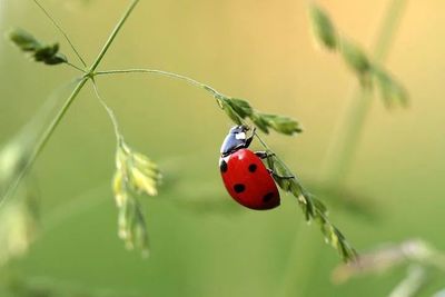 Pourquoi le système immunitaire naturel reste un allié précieux